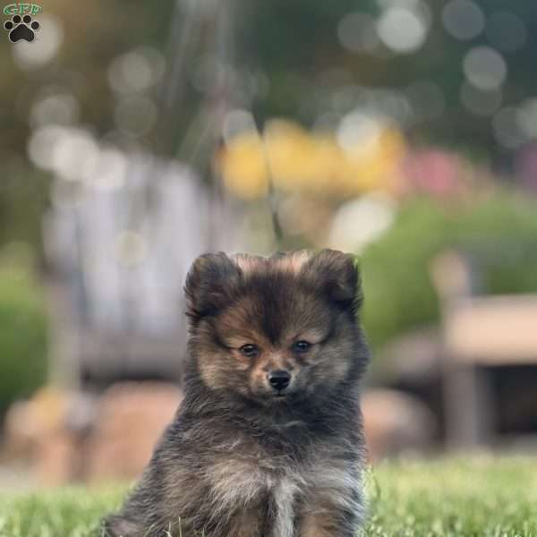 Little Jon, Pomeranian Puppy